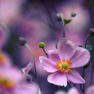 单机的打鱼游戏手机app下载